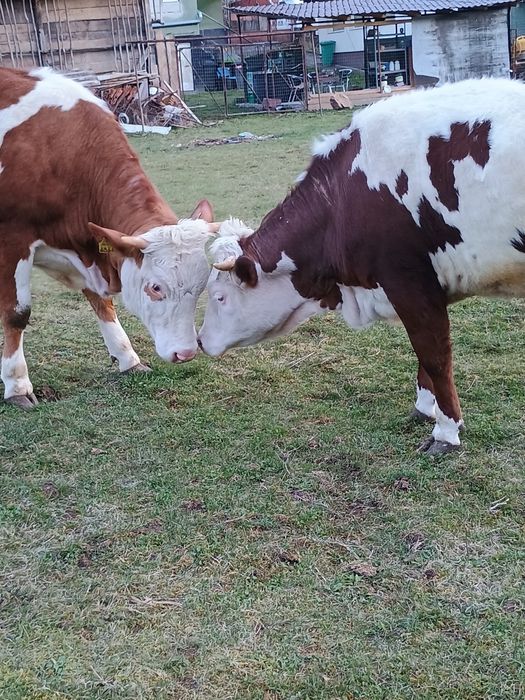 Vând vacă la prima fătare cu vițel de 6 săptămâni