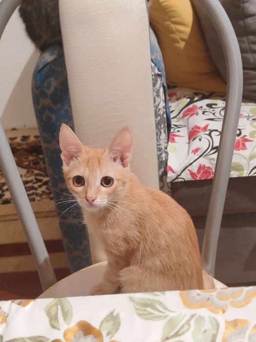Мальчик отдаю в добрые руки