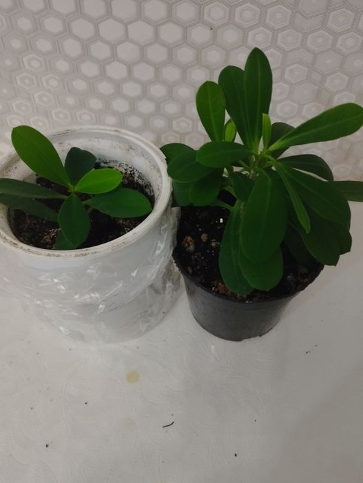 Комнатные растения, район Евразии