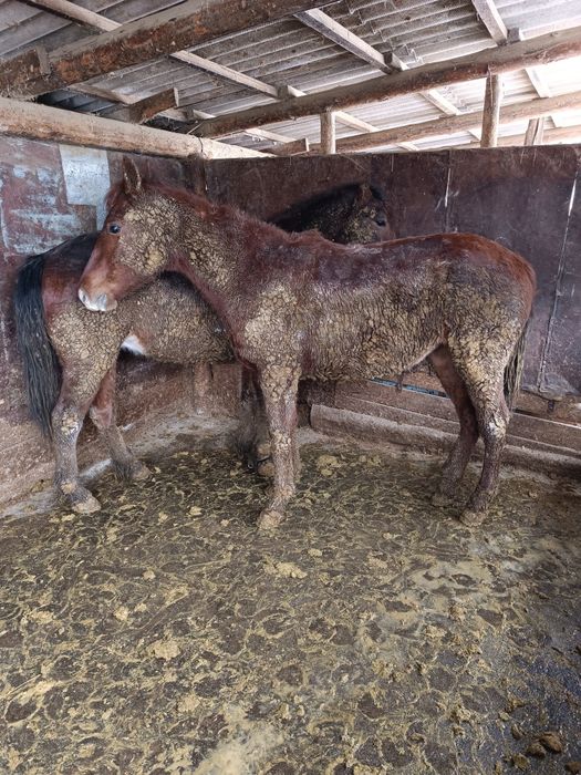 Байтал сатылады семиз!