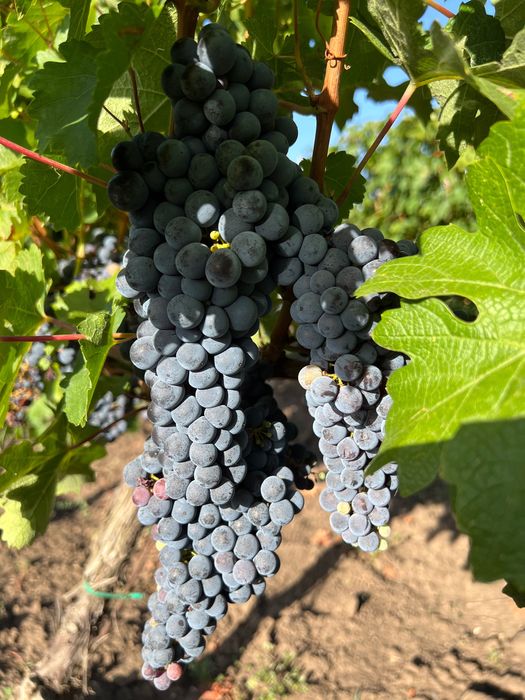 Vând Struguri Cabernet Sauvignon