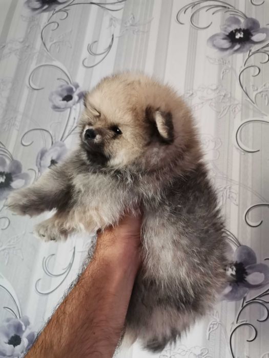 Кученца си търсят нов дом