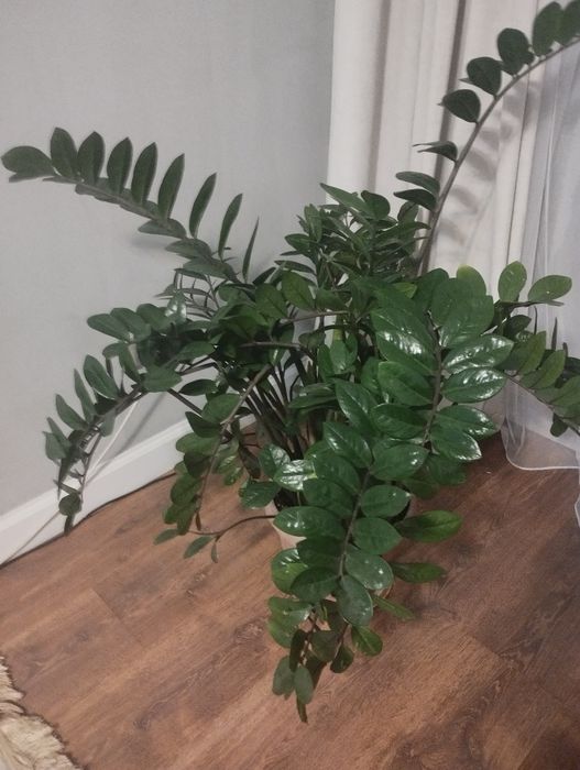 Продам долларовое дерево, замиокулькус