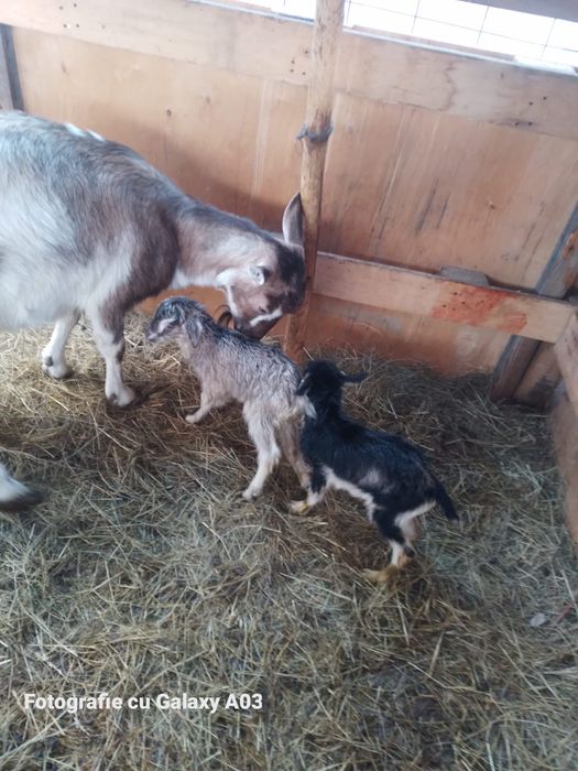 Capre tuggenburg și turingian