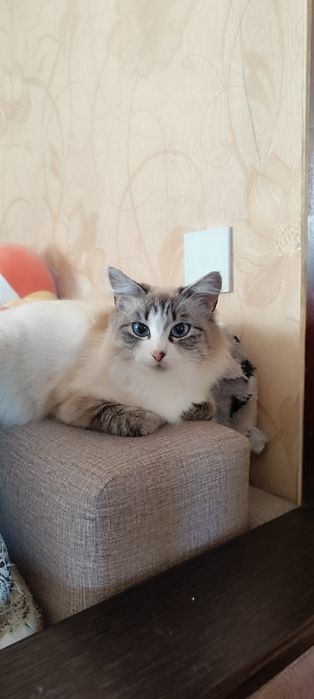 Найдена кошечка.