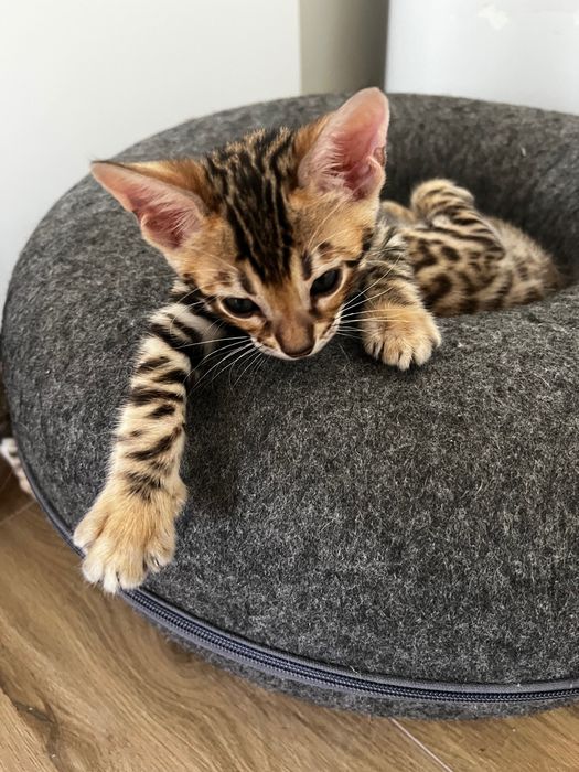 Бенгалски котета