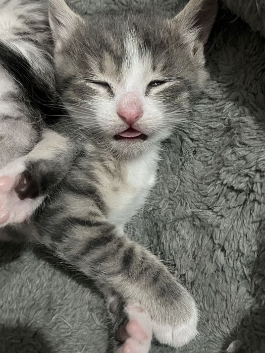 Котята, мальчики