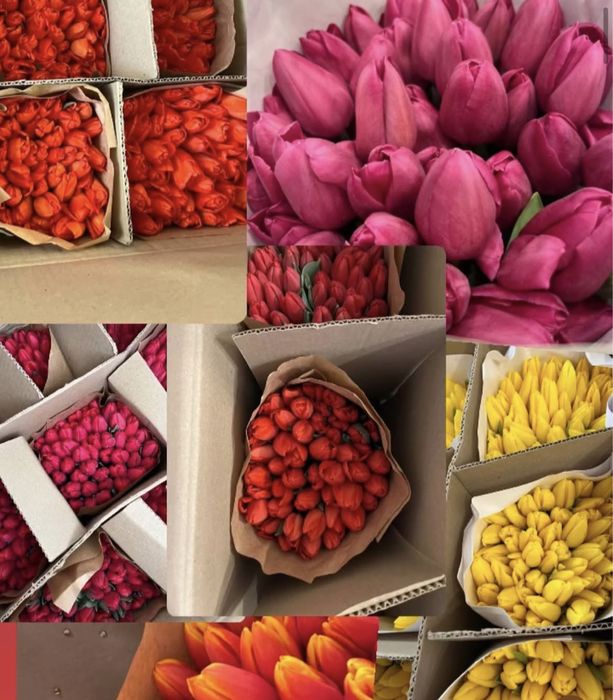 Продажа тюльпанов оптом