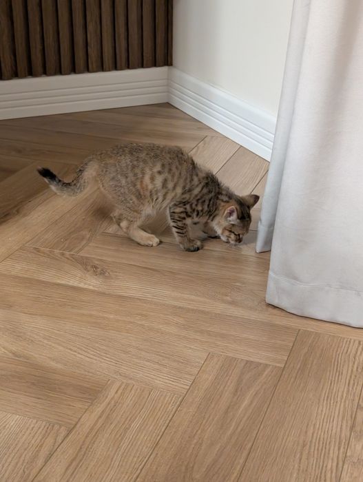 Отдам котенка в хорошие руки