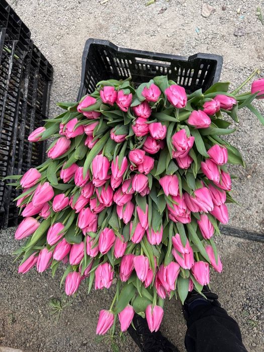 Тюльпаны Костанай, крупные Тюльпаны, Букеты тюльпана 8 марта
