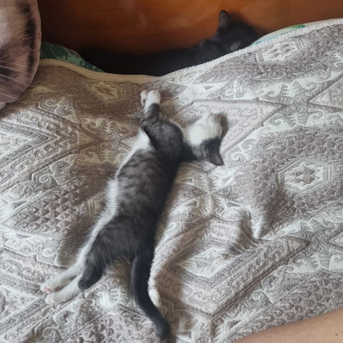 Котята Алматы. 3 сладких жёпы