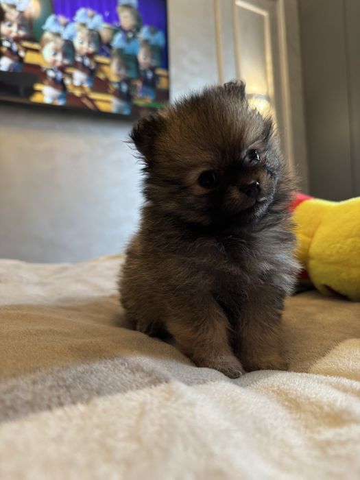 Шенки породы шпиц