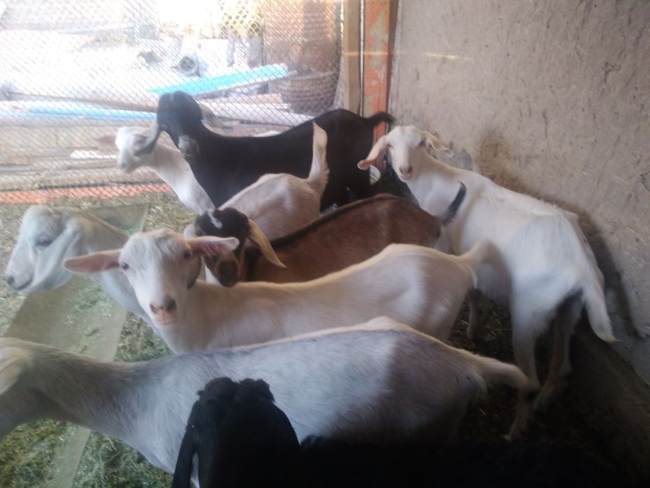 Пародалы лактар сатылады. Багасы 45000.