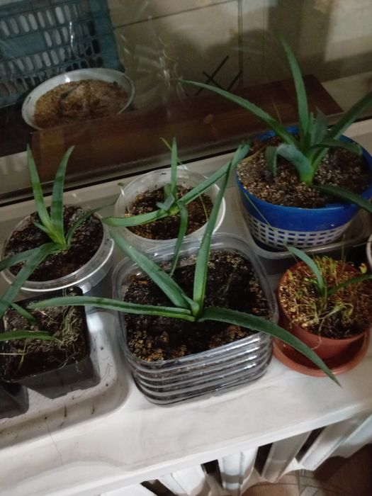 Продается Алоэ-Вера