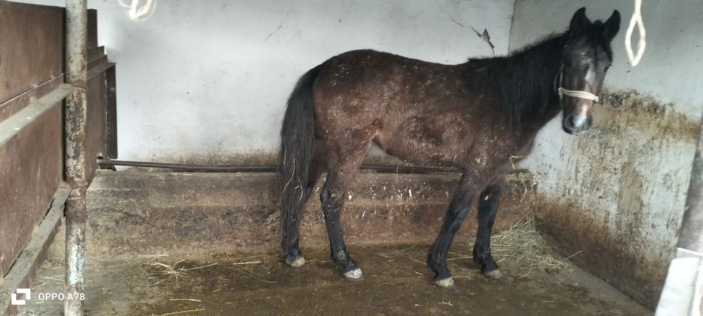 Кунан сатлады...