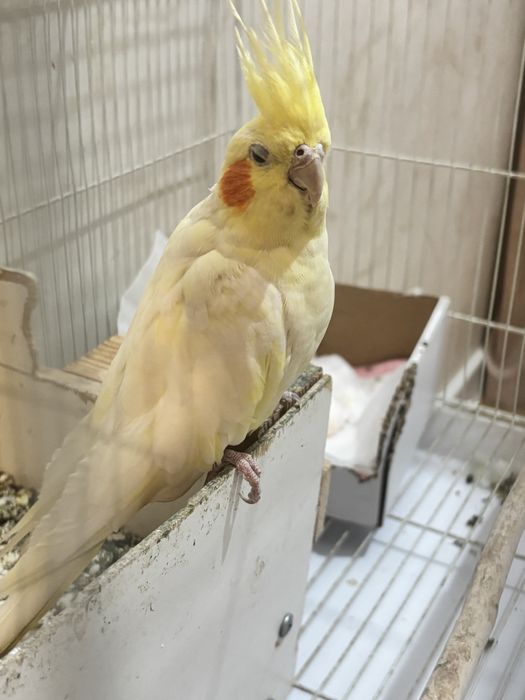 Попугай Корелла