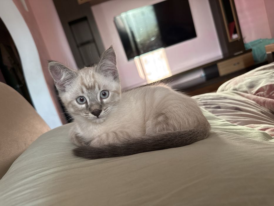 Котик,ищет новый дом