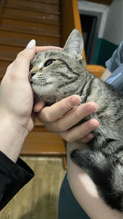 Кошечка (6-7 месяцев)