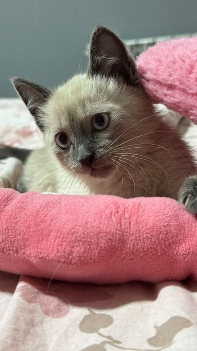 Котенок Sky в добрые ручки