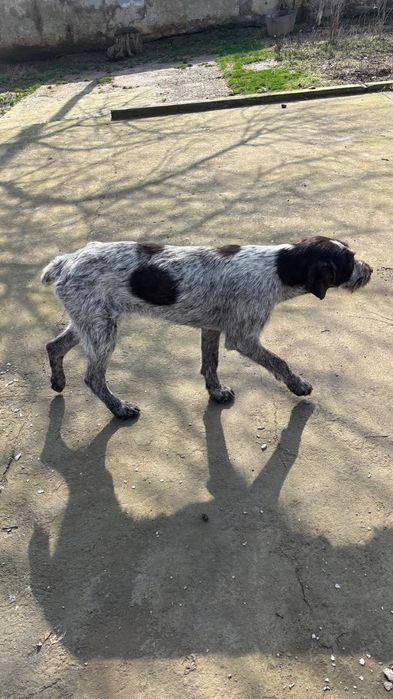 Дратхар сатылады