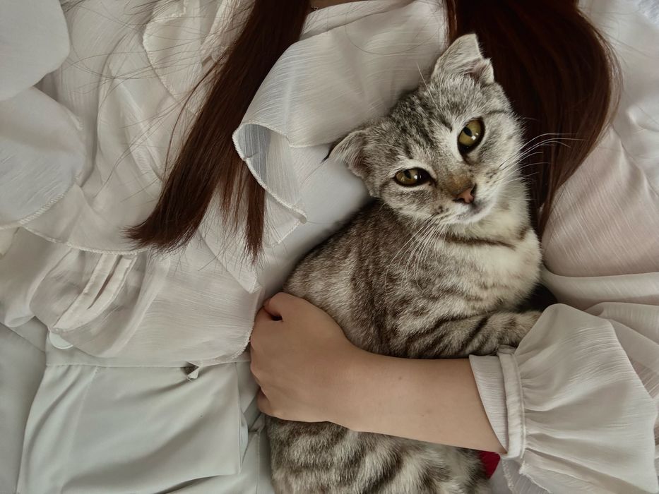 Шотландский вислоухий котик