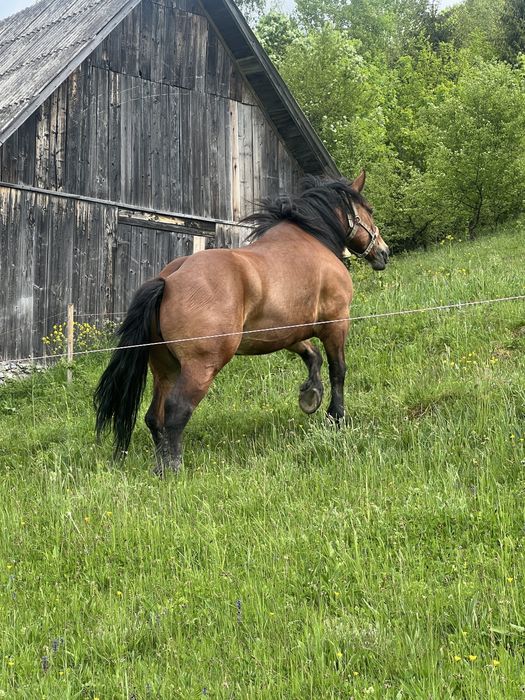 De vanzare iapa 4 ani ,gestanta cu armasarul negru din poze