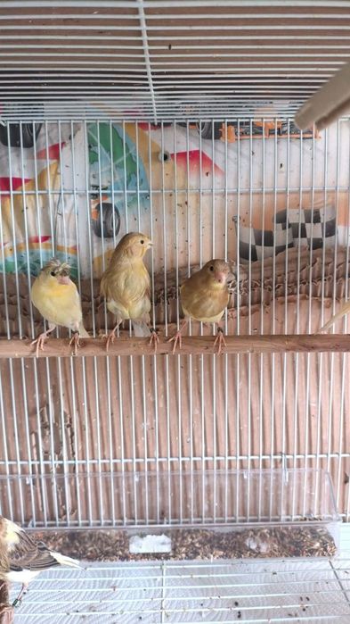 Canari de vanzare