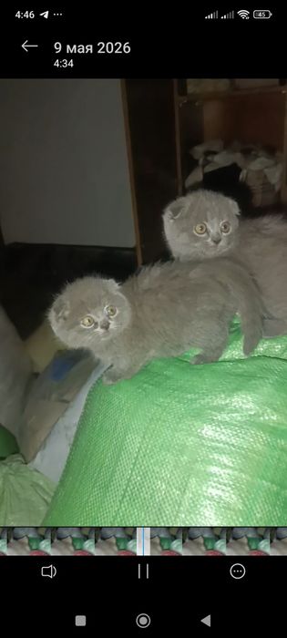 Скотиш фолд мальчики и девочки от правильной вязки. Голубой окрас