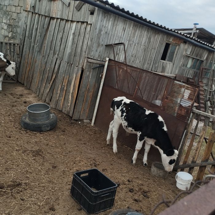 Продам телят 3-х месячные