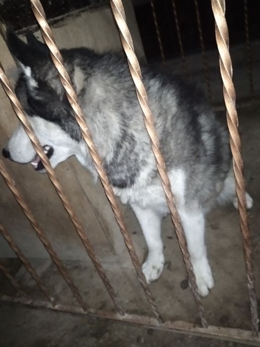 Xaski sotaman pul zaril