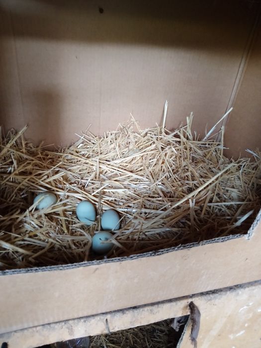 Uhayel tovuqlar sotiladi