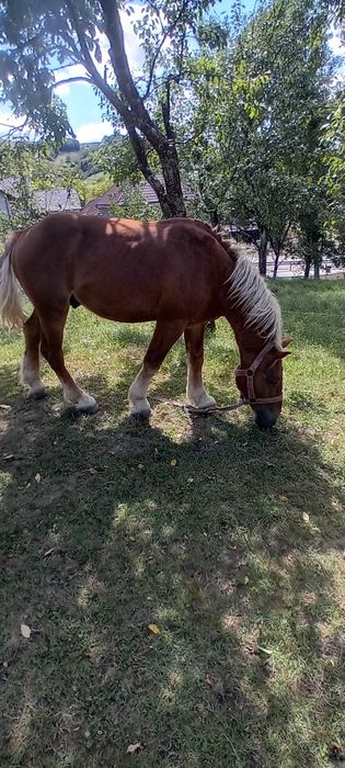 Vand cai detali la telefon