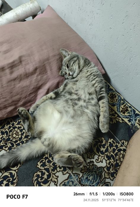 Отдаю кота в хорошие руки