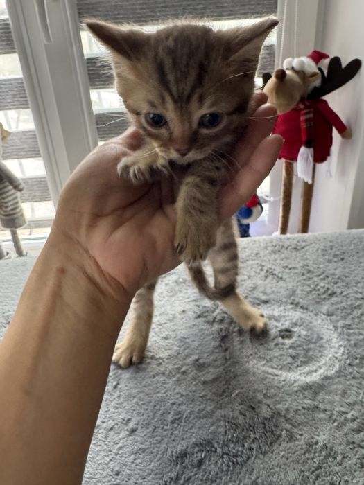 Отдам котят в добрые руки.