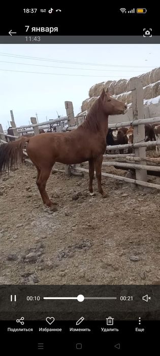 Таза қанды Айғыр