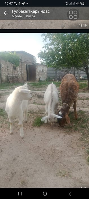 Коза с козлёнками Ешкі лағымен егіз лақ  ұрғашы