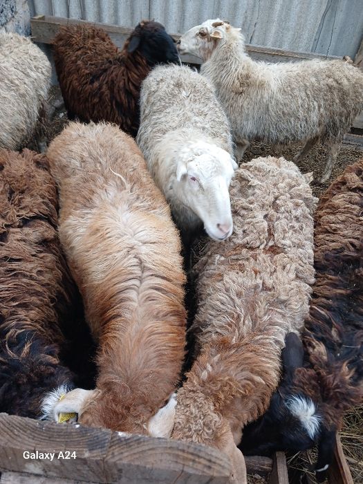 Продам Баранов хороших