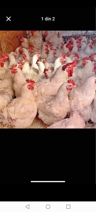 Vînd pui albi de carne pui colorați găini albe găini roșii de ouă Rațe și curcanii