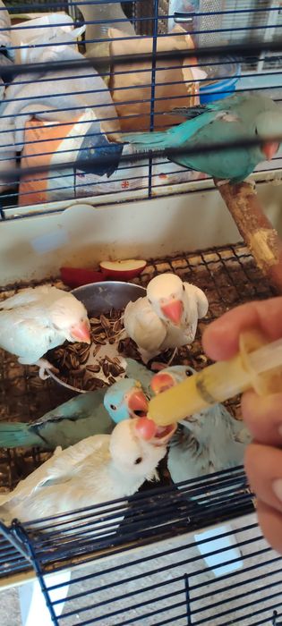 Papagali Micul Alexandru