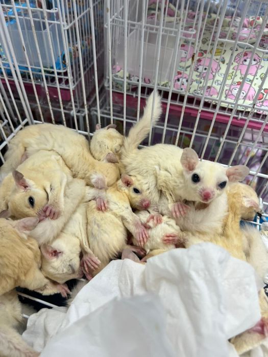 белка летегя или сахарный оппосум