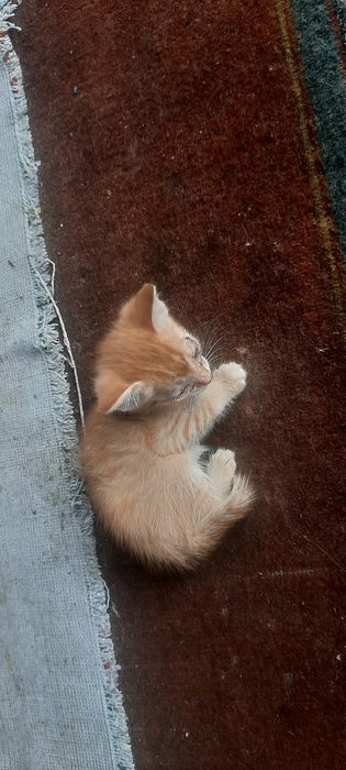 Отдам котёнка в добрые руки