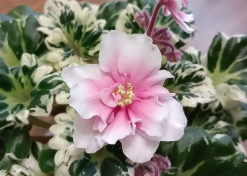 Листики фиалок , Фиалки