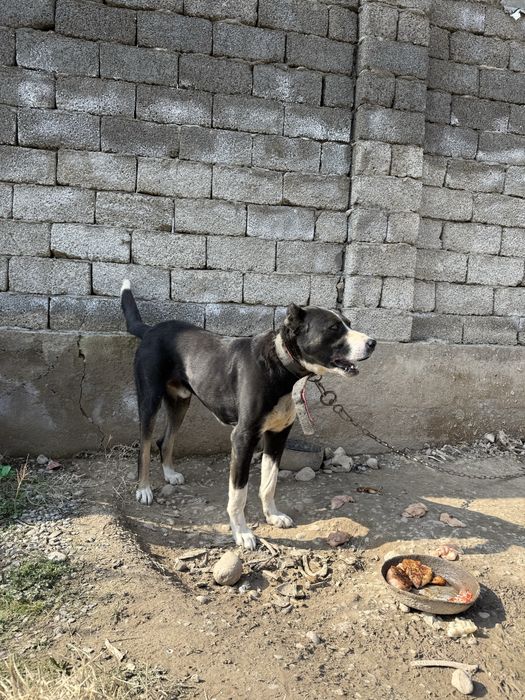 Собака среднеазиатская овчарка