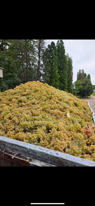 Struguri de vin.preț real, transport la domiciliu