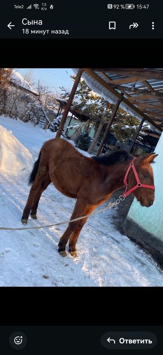 Прадам жерепчика