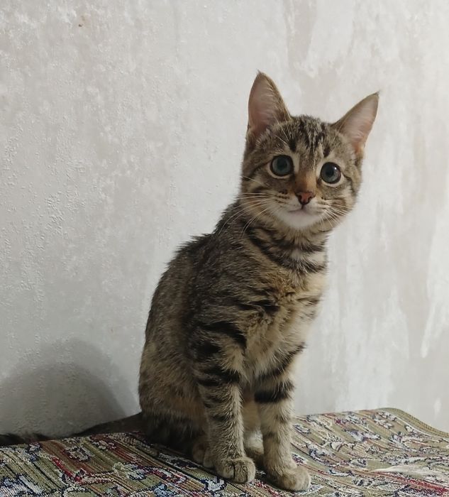 Котёнок девочка отдам в хорошие руки