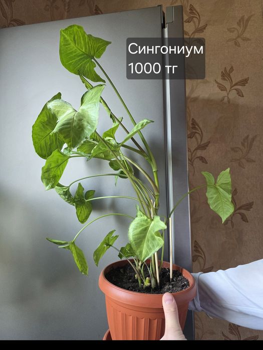 Продам комнатные растения