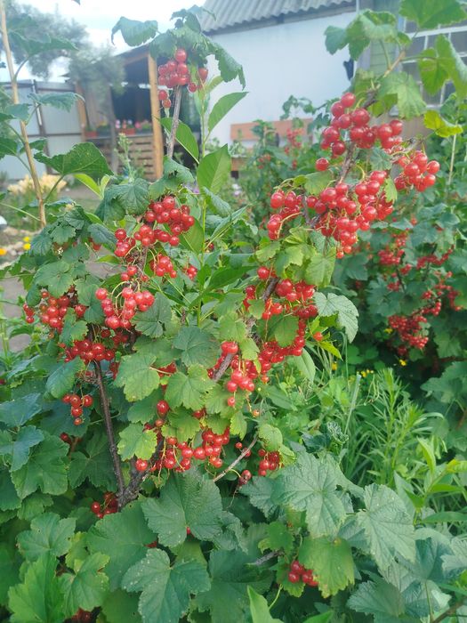 Дача, продам, пять соток