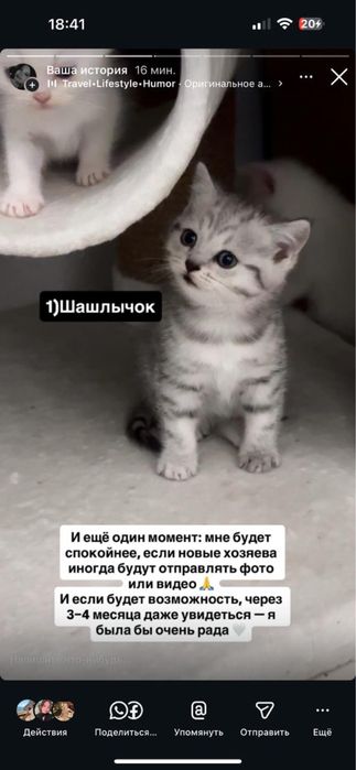 Продам котят, мама бесплатно