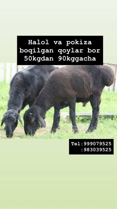 Halol boqilgan qochqorla